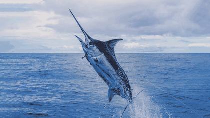 a marlin leaping out of the ocean, majestically, at 64 colors